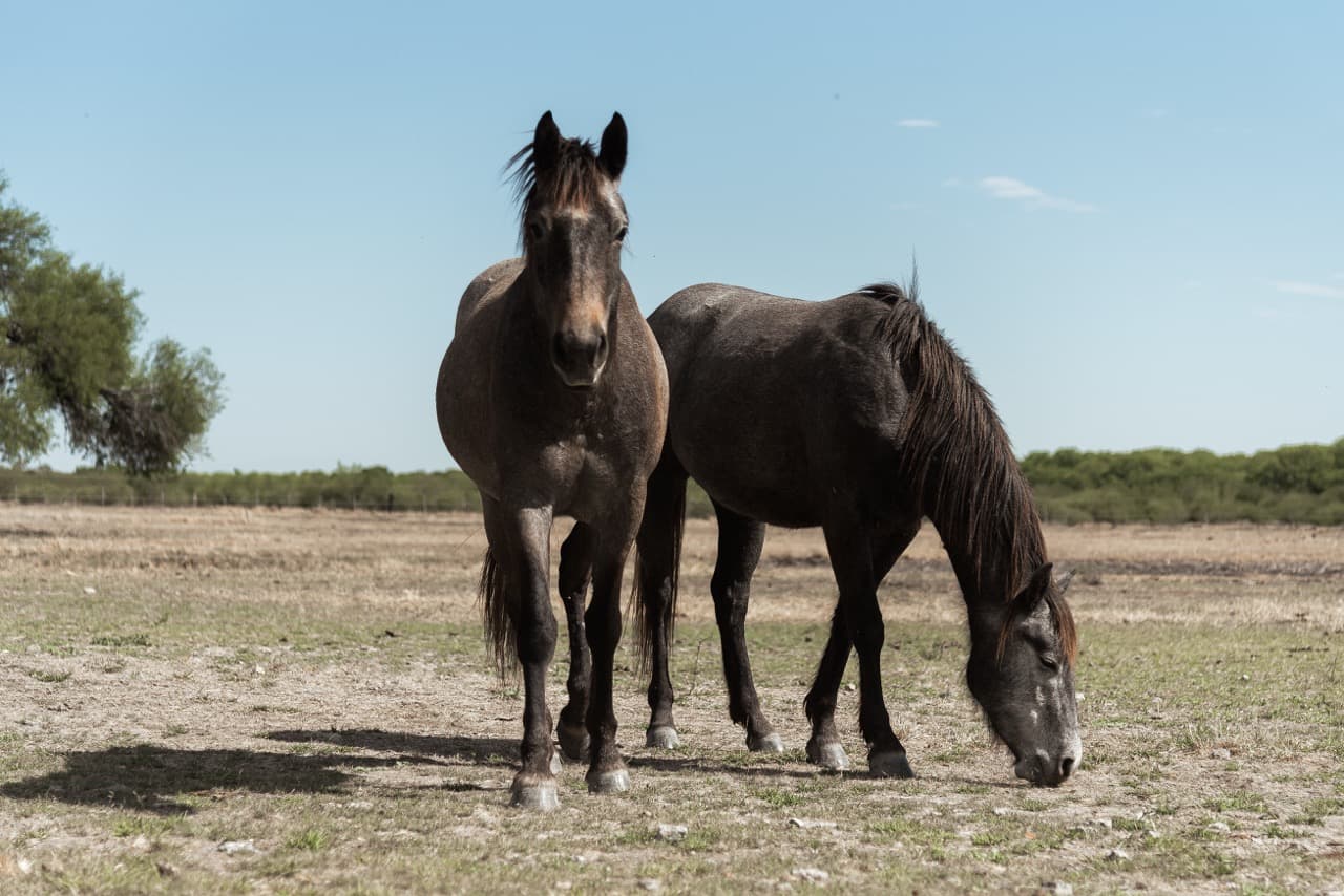 Dos caballos en la pasta bajo el cielo abierto