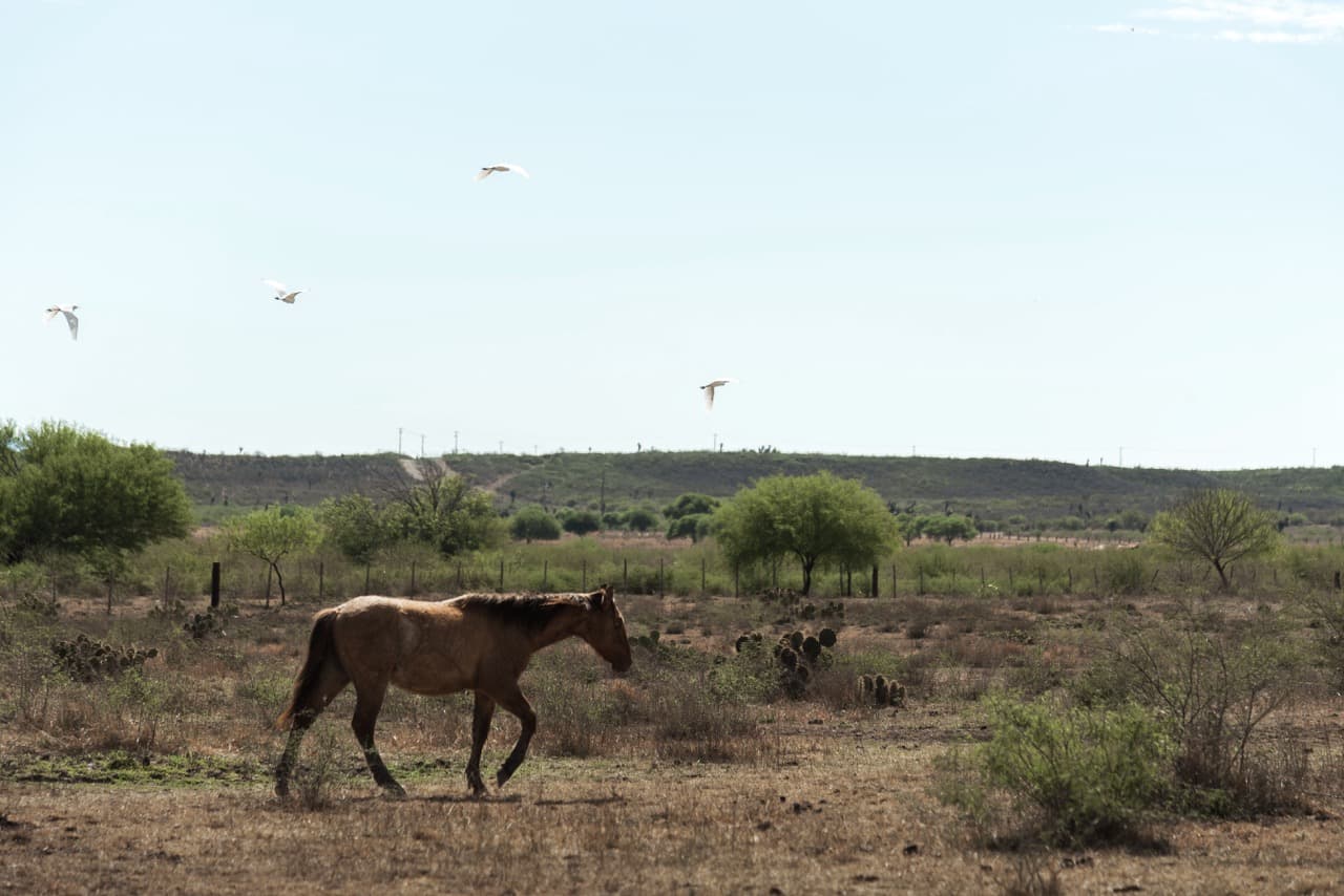 Caballos Cuarto de Milla y pintos
