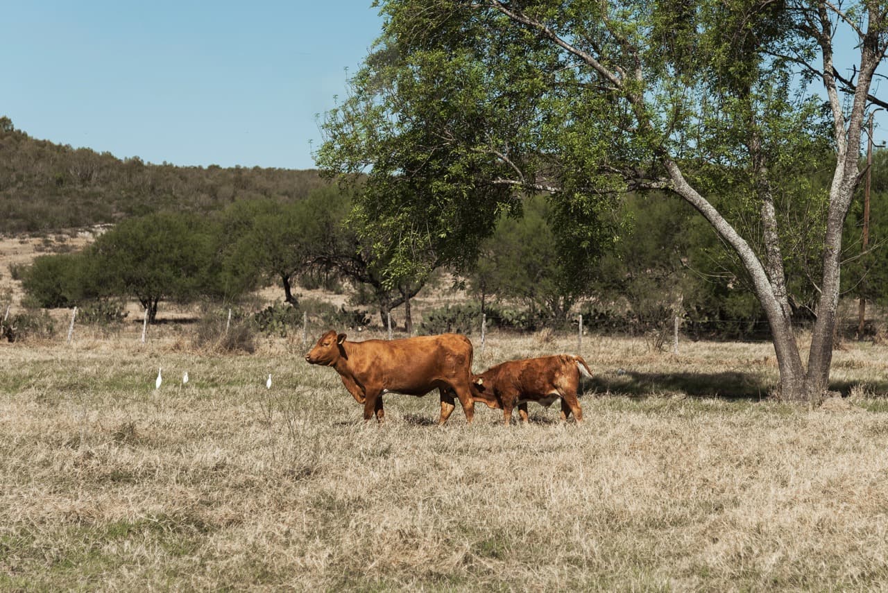 Ganadería Beefmaster